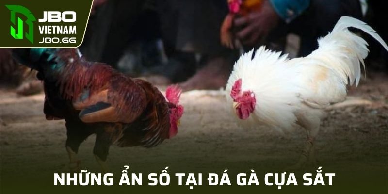 Những ẩn số tại đá gà cựa sắt
