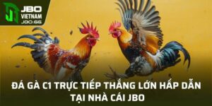Đá Gà C1