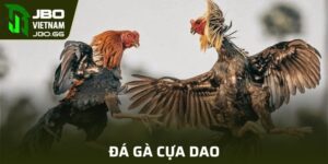 Đá Gà Cựa Dao