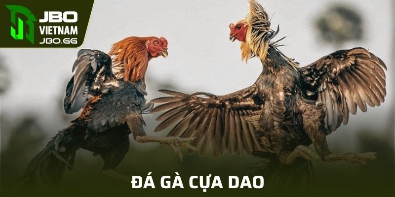 Đá Gà Cựa Dao