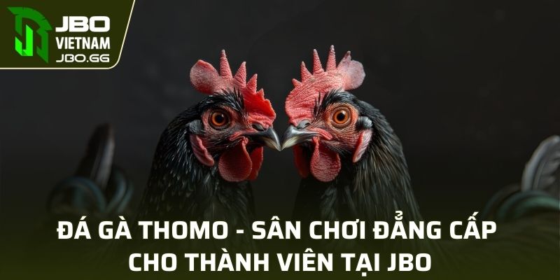 Đá Gà Thomo