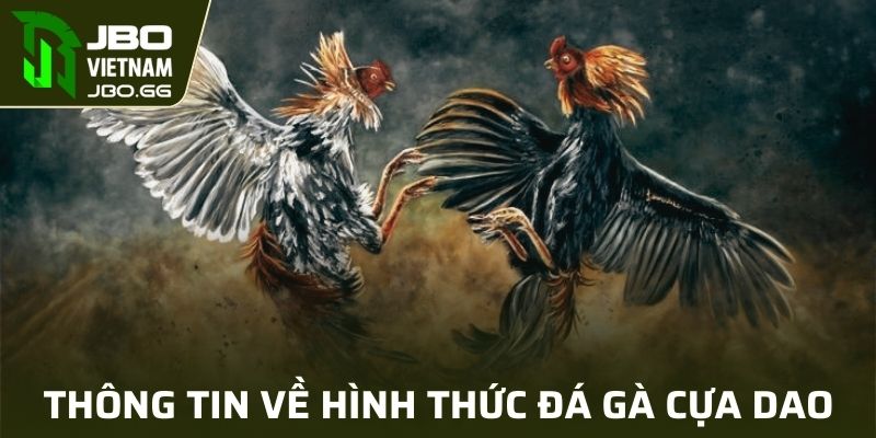 Một vài nét đặc biệt về đá gà cựa dao