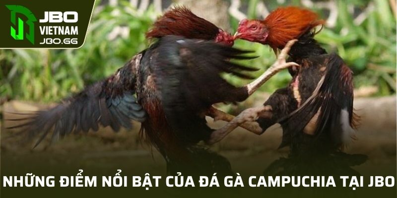 Những điểm nổi bật của Đá gà Campuchia tại JBO