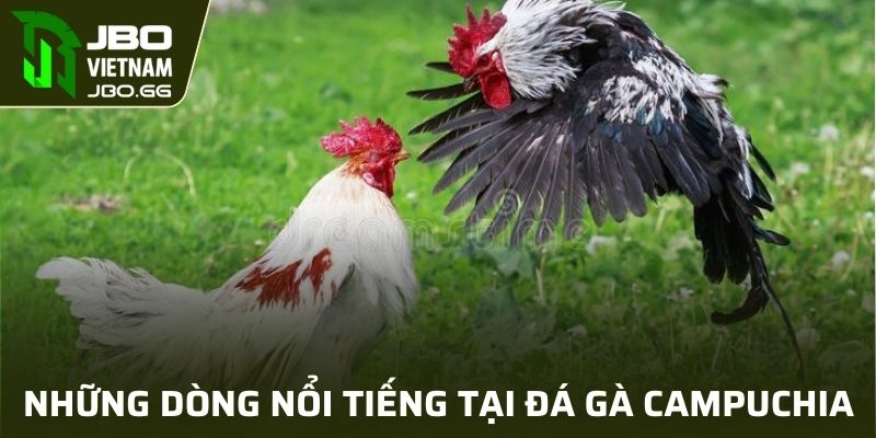 Những dòng nổi tiếng tại Đá gà Campuchia